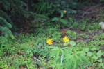 resIMG_20170713_125426_8601.JPG